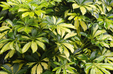 Background of a plant with variegated leaves.