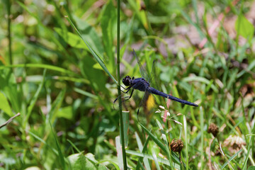  The slaty skimmer (Libellula incesta)
 The dragonfly native to eastern United States and southern Ontario, Quebec, and New Brunswick