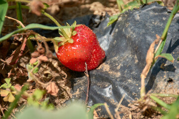 Nature in detail: a solitary ripe strawberry in its natural environment