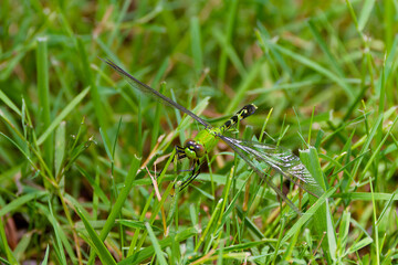 Female Eastern pondhawk (Erythemis simplicicollis) also known as the common pondhawk, native to the part eastern United States. It is a dragonfly of ponds and still waters.