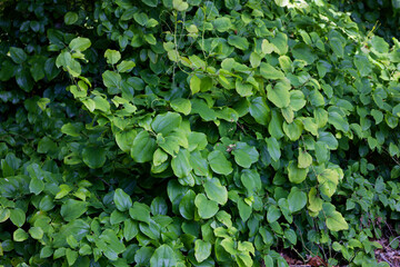 Fototapeta premium Bush overgrown with liana climbs other plants using green tendrils growing out of the petioles.