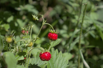 reife Wilderdbeeren
