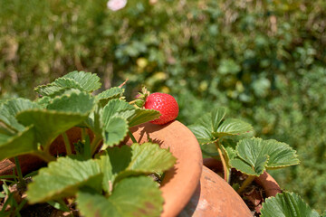Nature in detail: a solitary ripe strawberry in its natural environment