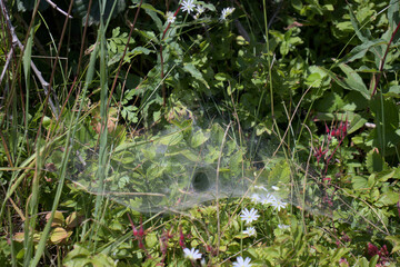 Netz einer Tichterspinne