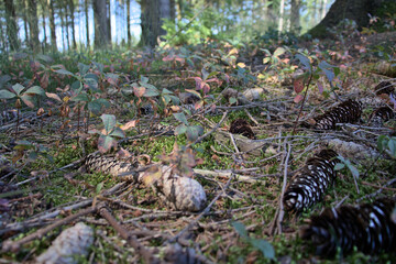 Nahansicht eines Waldbodens