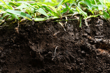Soil layer cut with green grass