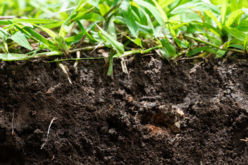 Cut of growing greeen grass