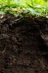 Dig in ground with green grass