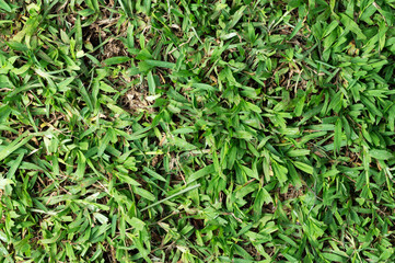 Green grass field close up