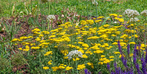 Yarrow flowers or Achillea filipendulina on a natural green background © Nataliia