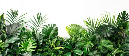 Tropical vegetation against a white backdrop
