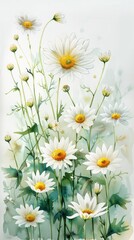 Obraz premium Beautiful watercolor painting of daisies in full bloom, featuring delicate white petals and yellow centers against a light background.