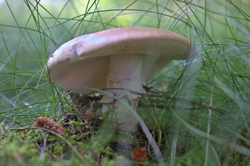 Pilz im Wald