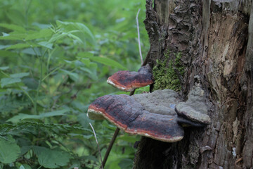 Baumpilz in Deutschlandfarben