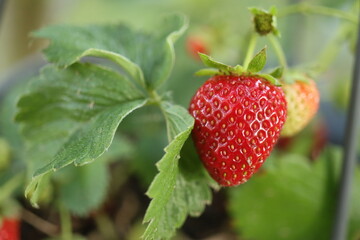 Truskawka wisząca owoc czerwony