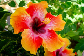A brilliant hibiscus blooms on a patio garden as a potted plant.