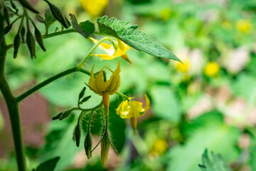 Obraz premium Close up view of cherry tomato blossoms in a patio garden.