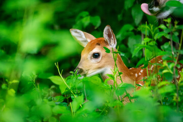 A white tailed deer fawn hanging close to his mother.