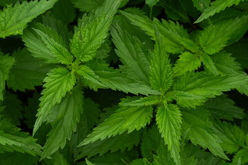 Nettle leaves closeup. Nature background.