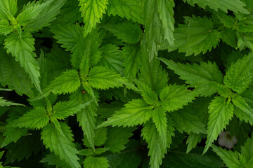 Green nettle leaves closeup, natural background, top view.