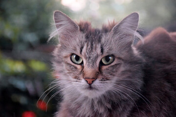 Man sitting on sofa with domestic animals. Pet owner stroking his old cat