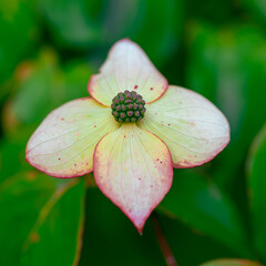 Beautful flower withe a yellow and pink glow on the petals. 