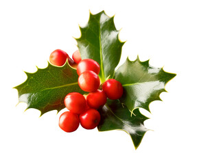 Holly leaves and berries on a white or transparent background.