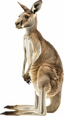 Fototapeta premium Kangaroo standing on white background, studio shot