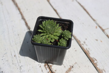 Naklejka premium rojnik Sempervivum x funckii