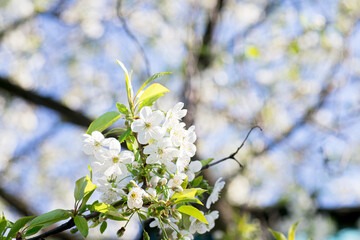 Close Up of White Cherry Blossoms on a Branch in Spring