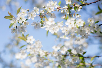 White Cherry Blossoms Blooming on a Branch Against a Blue Sky