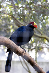 Violet Turaco (Musophaga violacea) - Commonly Found in West Africa