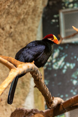 Violet Turaco (Musophaga violacea) - Commonly Found in West Africa