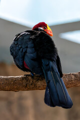 Violet Turaco (Musophaga violacea) - Commonly Found in West Africa