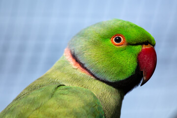 Rose-ringed Parakeet (Psittacula krameri) - Commonly Found in South Asia and Africa