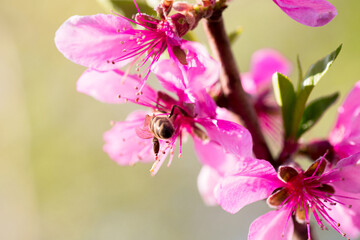 A Honey Bee Gathering Nectar From Pink Blossom In Spring