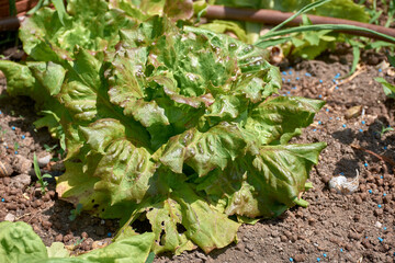 Fototapeta premium Green Elegance: Summer Marvel Lettuce Leaves Glistening in Sunlight