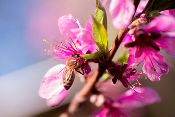 A Honey Bee Gathering Nectar From A Pink Peach Blossom