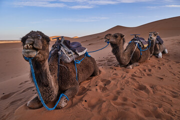 Camels Resting in Merzouga Desert