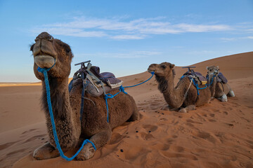 Camels Resting in Merzouga Desert