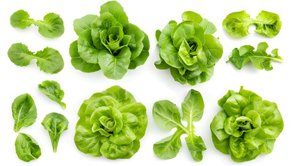 Set with leaves of butter lettuce isolated on white
