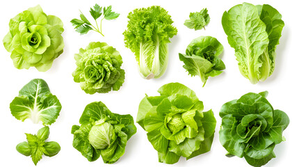 Set with leaves of butter lettuce isolated on white