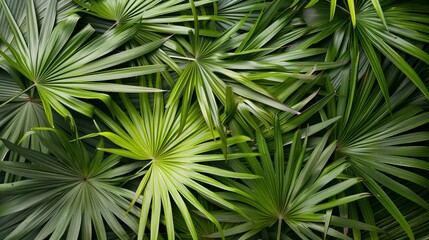 Fototapeta premium Overhead view of lush tropical palm leaves laid out flat
