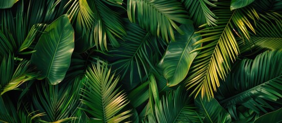Flat lay view of tropical palm leaves from an aerial perspective