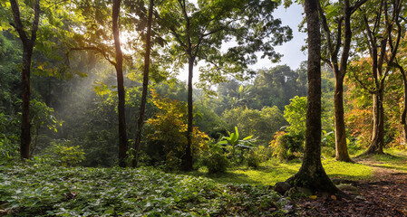 Naklejka premium Autumn nature landscape of colorful forest in morning sunligh