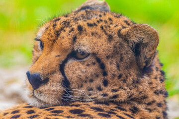 cheetah resting on green grass, very close eye contact.