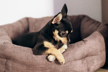 A Chihuahua dog sits in a booth and chews on a bone.