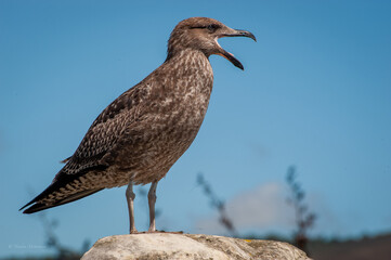 juvenile seagull