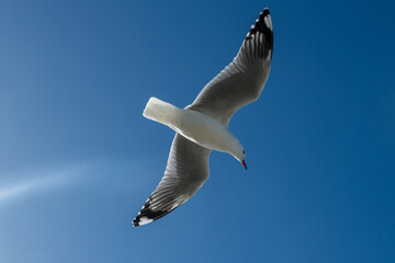 seagull in flight