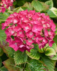 A pink hydrangea flower in a close-up shot of the flowers in full bloom